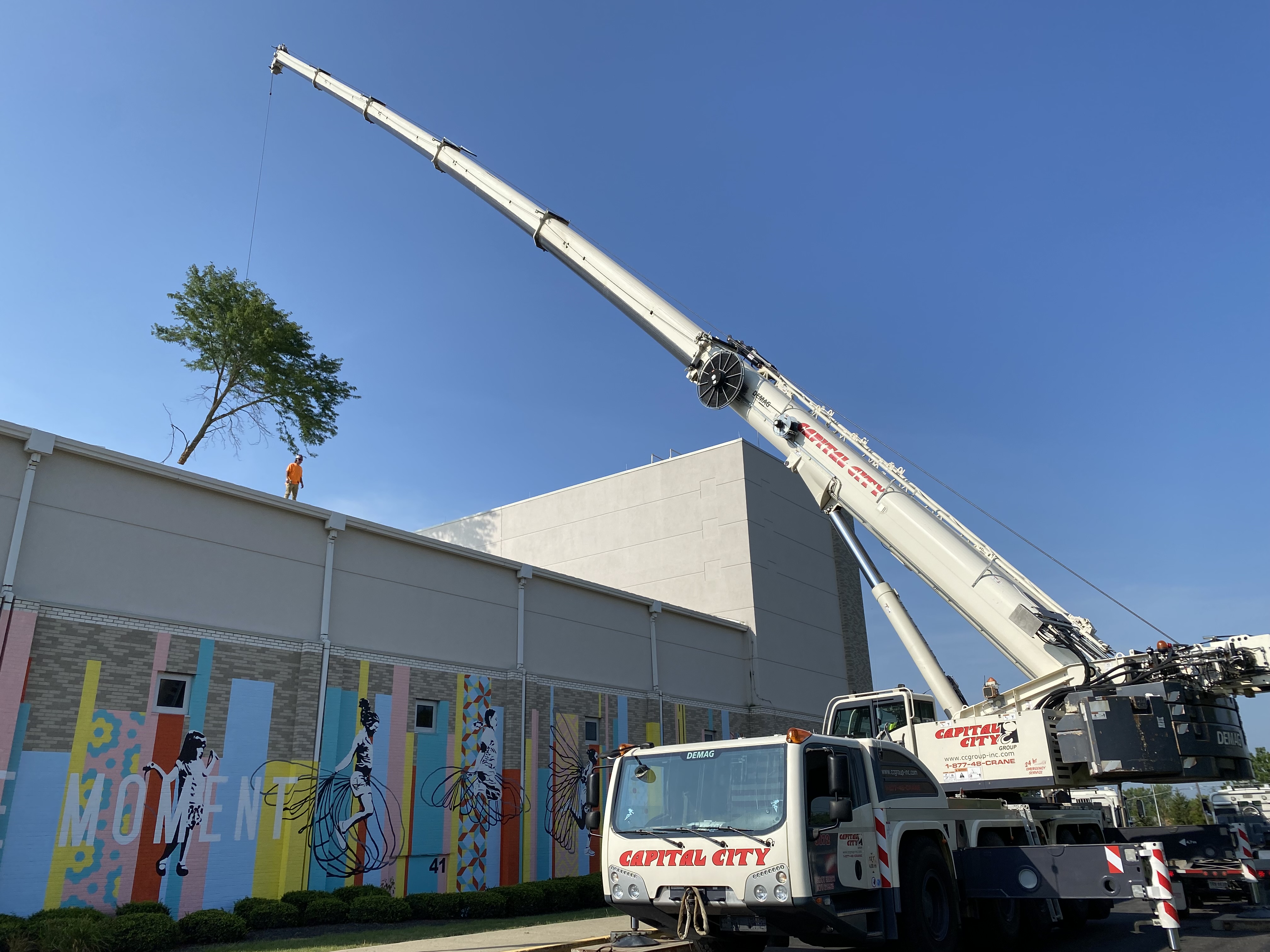 Tree service by DLL